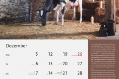 12_Dezember_MASTERRIND-Kalender2016